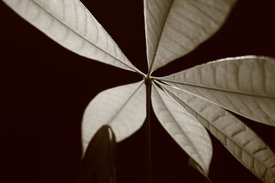 Close-up of leaves against black background