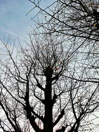 Low angle view of silhouette bare trees against sky