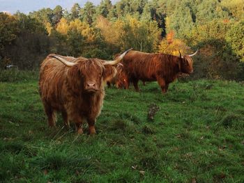 Highland cattle standing on field against trees