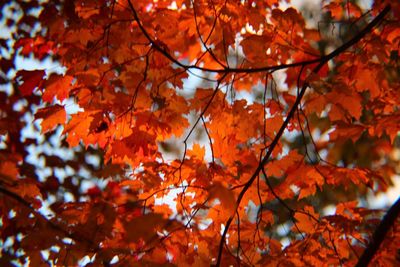 Low angle view of maple leaves on tree