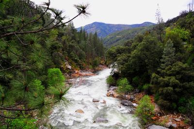 River amidst trees in forest against sky