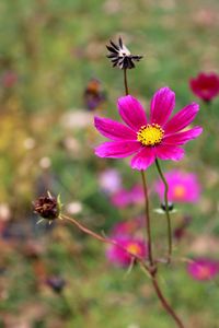 Close-up of a purple flowering plant