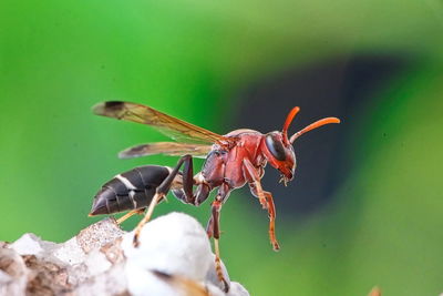 Close-up of insect on leaf