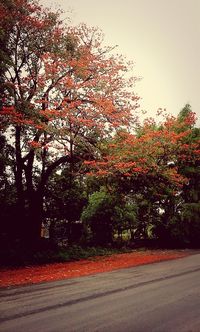 View of trees in park