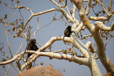 Low angle view of bird perching on tree