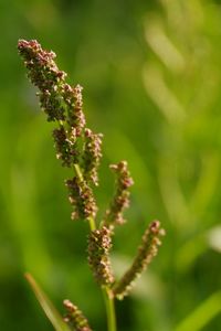 Close-up of flowering plant