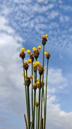 Low angle view of yellow flowering plant against sky