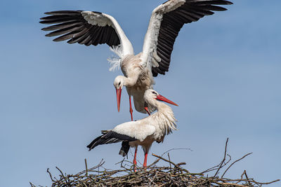 Low angle view of birds flying