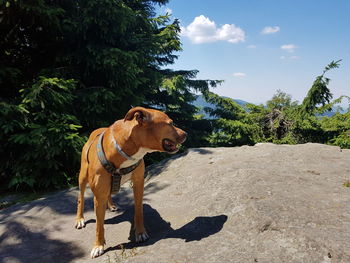 View of dog standing against trees