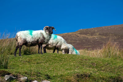 Sheep in a field