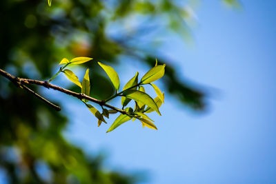 This is small green growing branch of the java apple in the summer season.