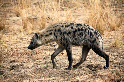 Side view of a elephant walking