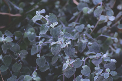 Close-up of frozen plant during winter