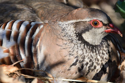 Close up portrait of a french partridge sitting on the ground 