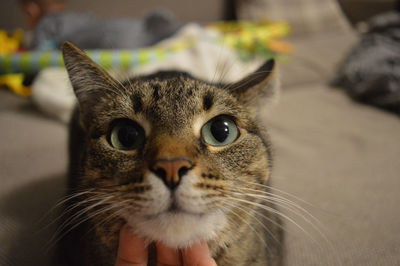 Close-up portrait of tabby cat