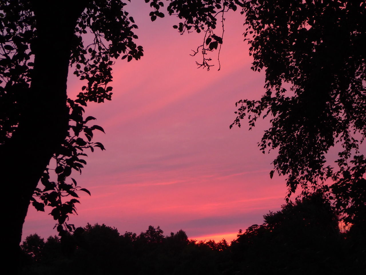 LOW ANGLE VIEW OF SILHOUETTE TREE AGAINST SKY AT SUNSET