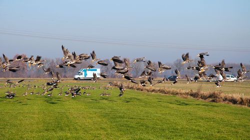 Flock of birds on field against clear sky