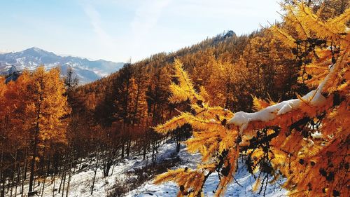 Trees in forest during winter