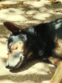 Close-up of a dog sleeping