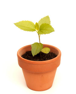 Close-up of potted plant against white background