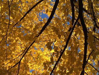 Low angle view of autumnal trees