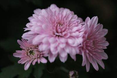 Close-up of pink dahlia against black background