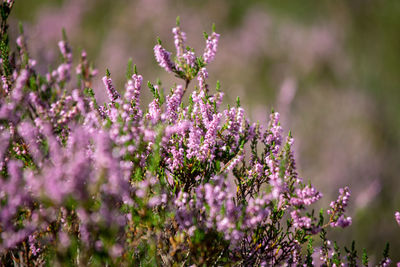 Close-up of purple flowering plants on field