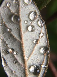 Close-up of leaf