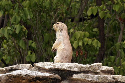 Lizard on rock