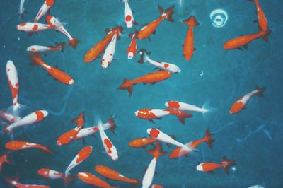 High angle view of koi fish in water