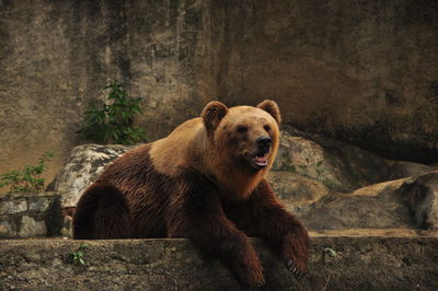 Grizzly bear resting on rock in zoo