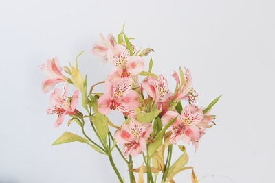 Close-up of pink flowers against white background
