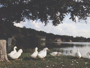Ducks perching at lakeshore against sky