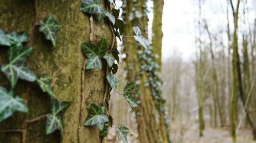 Close-up of tree trunk