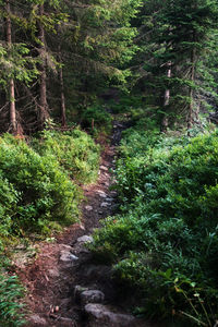 View of trees in forest