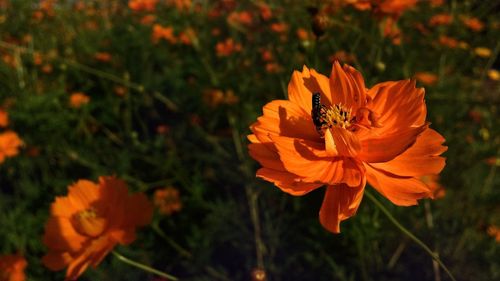 Close-up of bee on yellow flower