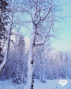 Low angle view of trees against sky during winter