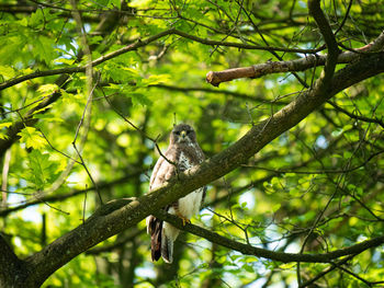 Low angle view of bird perching on tree in forest