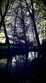 Bare trees against sky