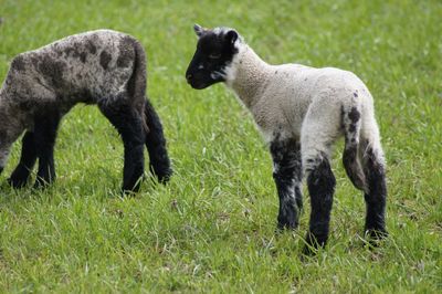 Sheep standing in a field