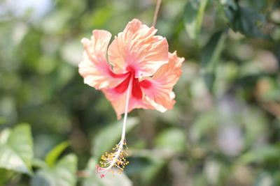 Close-up of pink hibiscus flower