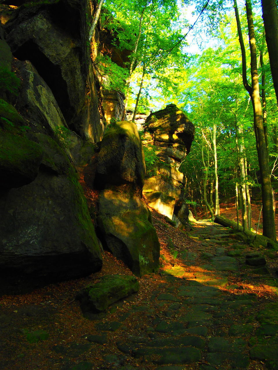 SCENIC VIEW OF FOREST