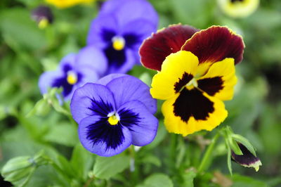 Close-up of purple flowering plant