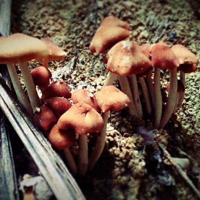 person, holding, food and drink, part of, close-up, food, cropped, focus on foreground, healthy eating, freshness, human finger, unrecognizable person, preparation, day, mushroom, outdoors, metal