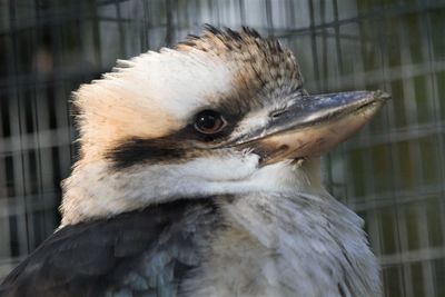 Close-up of bird in cage