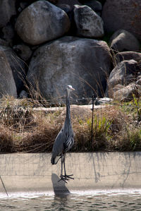 High angle view of gray heron on rock in lake