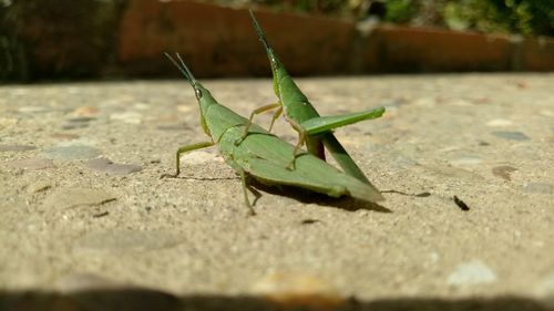 Close-up of grasshopper on leaf