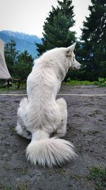 Close-up of dog on grass