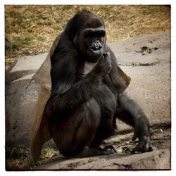 Close-up of monkey sitting outdoors