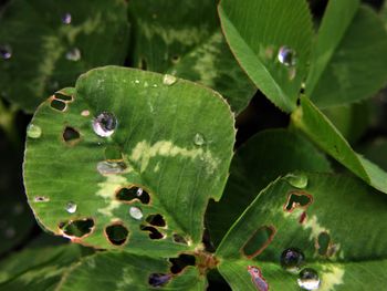 High angle view of lotus leaves on water